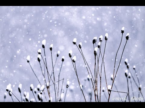 雪の華　鳥羽一郎　cover　青島 通