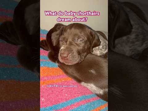 Puppy Dreams!#germanshorthairedpointer #love #puppies #baby #dream #christmas #heart #doglover #pet