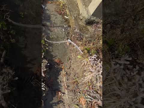 Frozen water in chitral