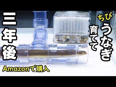 通販で買った小さなウナギ、育てて3年後！ 新しい水槽を作ってみた！＃ウナギ水槽＃ウナギ飼育＃Amazon