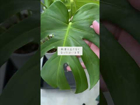 🍀植物の新芽が　出ない原因と対処法🍀【☘Life with Houseplant】9-10