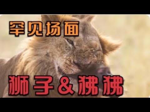 罕见的狮子和狒狒狩猎多种动物的战斗场面，如大象，河马，鳄鱼等 | 动物世界