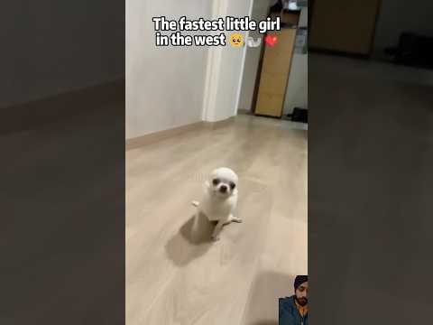 Cute dogs #pets #trending #funny #viralvideo