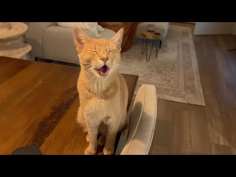 Happiest kitty in town is a real chatterbox