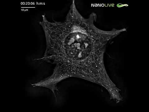 Label-free live cell imaging of a Preadipocyte cell