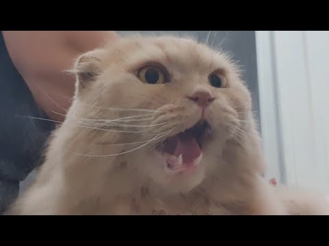 🐱💖✂️ Big Scottish Fold Grooming #scottishfold #catgrooming #grooming #groomingcat #scottishfoldcat