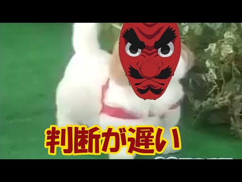 判断が遅い愛犬ロボてつ