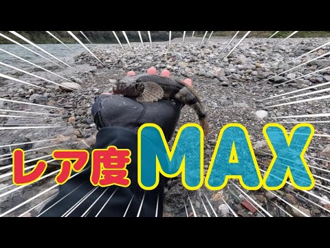 本流アメゴ(アマゴ)  まさかの天然記念物！？カマキリ(アユカケ)