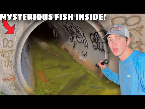 I Found a Hidden Tunnel INFESTED with Mysterious Fish!