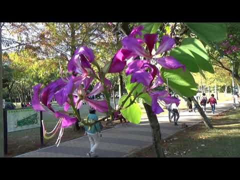 大安森林公園  四季之美 (冬) + 韋瓦第"四季"冬(第三樂章)