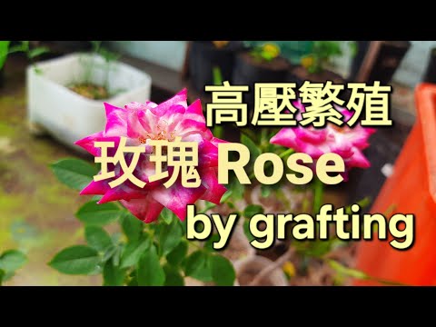 玫瑰高壓繁殖 rose by grafting