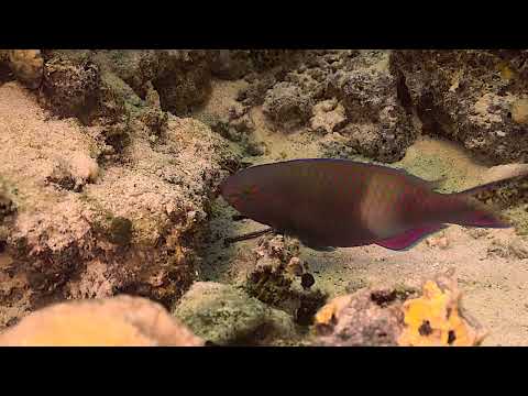 Purple Brown Parrotfish   Marsa Abu Galawa