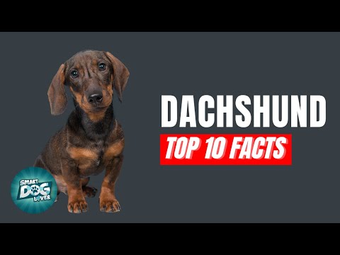 10 Facts that Every Dachshund Owner has to know