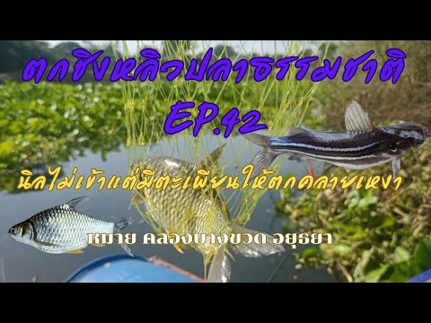 นิลไม่เข้าแต่ยังมีตะเพียนให้ตกคลายเหงา หลิว-ริม-หลิง ตกชิงหลิวธรรมชาติ EP.42