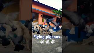 Lovely ❤️Flying 🕊️ pigeons #pigeon #pigeonlove #petpigeon #pigeonphotography #shorts #nature #love