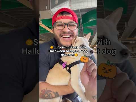 Surprising dogs with Halloween badges at dog daycare!