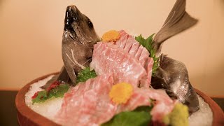 【プロ板前の技】イシダイ（石鯛）活け造り　鮮度抜群のいけす料理！　Raw sashimi of striped beakfish