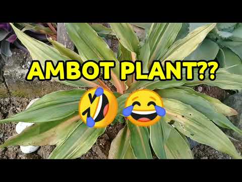 COMMON PLANTS AND THEIR NAMES by ANAK BUKID