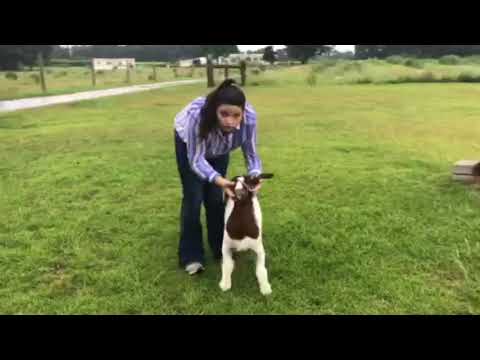 2020 4-H Farm Credit Virtual Showmanship Circuit Show #1 Goat Video Of The Week Hattie Jo Powell