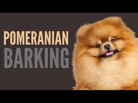 What Pomeranian Barking Sounds Like. Trying To Get A Pomeranian To Bark