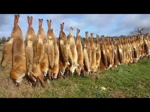 澳洲最头疼的生物，泛滥成灾没人要，中国儿童当成宝贝捧在手上