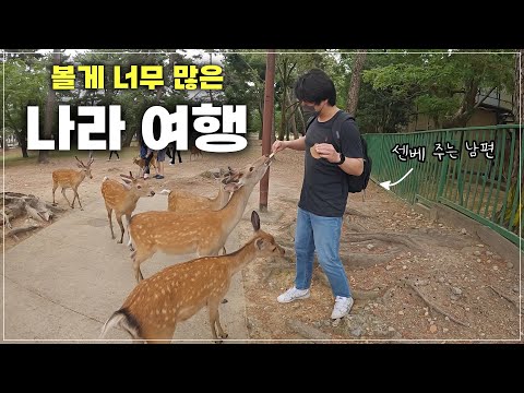 사슴한테 밥 주고 구경 원 없이 한 비 오는 날의 일본 나라 여행 vlog 🦌 / 여행 코스 추천 / ep.2