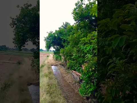 వర్షాకాలం లో అందమైన పంట పొలాలు #farmshorts #farmvideos #gardeningviralshorts @Bmmultitasks