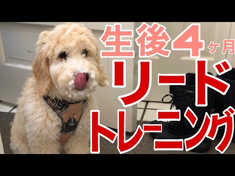 【Goldenndoodle in US/生後16週ゴールデンドゥードル】初めての子犬超簡単これをするだけ！生後4ヶ月からのリードトレーニング/Puppy Leash Training