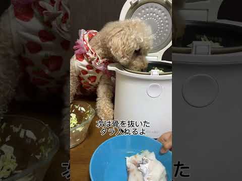 犬のお魚ご飯炊飯器で作る #dog #炊飯器レシピ #犬のごはん #shorts