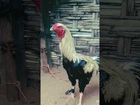 Kakinemali  pandema eragadisthadi mama#🐓🐔🐓