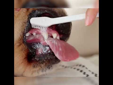 Beefy Fresh: Pet Dental Kit