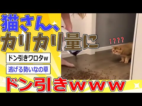 大量のカリカリに驚きを隠せないネッコさんwwｗｗｗ【2ch動物スレ】 #2ch面白いスレ #2ch動物スレ #ネコ #動物