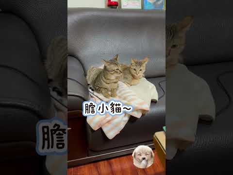 #膽小貓#膽小鬼#貓咪日常#可愛貓咪#可愛動物#貓#貓咪#cc#shorts