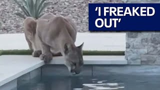 Thirsty mountain lion drinks from Scottsdale pool