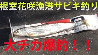 【サビキ釣り】11月の根室花咲漁港で大チカとか爆釣！！