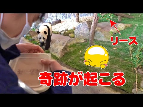 【後編】🐼飼育員さんの神誘導で実現✨結浜とリースの奇跡の2ショット📸