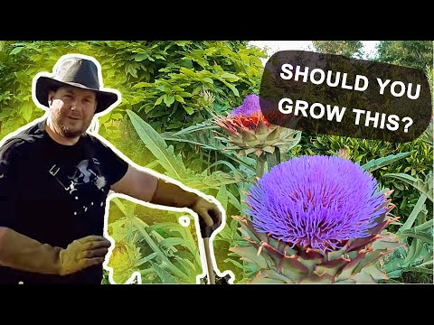 Why Is The Cardoon (Cynara cardunculus) Plant Such A Wonderful Garden Crop To Grow?