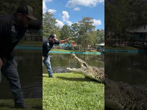 Lyle the Nile Crocodile is a Giant Crocodile! #nilecrocodile #crocodile #youtubeshorts #shortsfeed