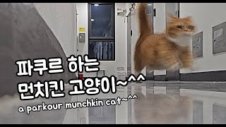 파쿠르 하는 먼치킨 고양이~^^ a parkour munchkin cat~^^ #먼치킨고양이 #munchkin #파쿠르 #parkour