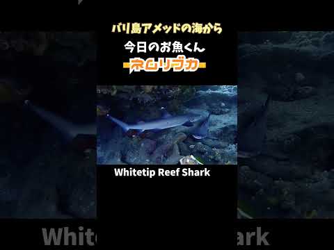 [ネムリブカ] 只今、サメがいついてます!! Whitetip Reef #Shark in #amed #bali #shorts