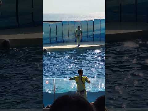 えのすい応援団　イルカショー　江ノ島水族館　