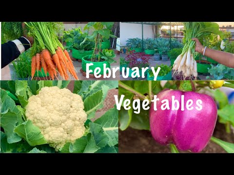 Best Vegetable Seeds To Grow In February Month / February Growing Vegetables / February Vegetables