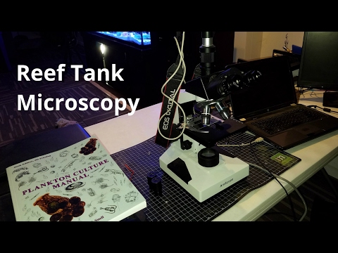 Reef Tank Microscopy - Whats in the overflow?!?!?