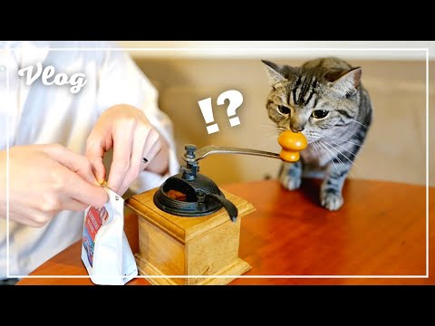 When I try to brew coffee, my cat looks like this. [Vlog]