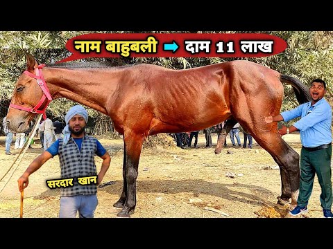 घोड़ा पालन करोड़ों का व्यवसाय | horse farm in india | horse bazar | horse farming | stud farm