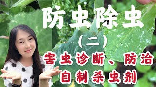 【菜园子17】种菜防虫除虫（之二）害虫诊断，防治，自制杀虫剂 |如何防治蜗牛，鼻涕虫，菜青虫，潜叶蝇，蚜虫，白粉虱