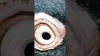 Pigeon Eye👁️👁️ Pigeon Lover 💞❤️💞❤️💞❤️💞 Kabutar Lover||#viral #pigeon #love #short #lovestatus