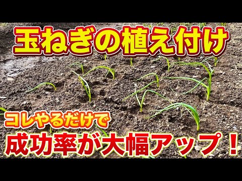 【玉ねぎ】圧倒的に生育が良くなる植え付け方法！（肥料の種類・マルチ張り・植え付けまで）