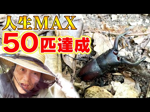 【クワガタ・カブトムシ採集】八木パパ、超本気！人生MAX５０匹採ったぞ〜！大量捕獲！！