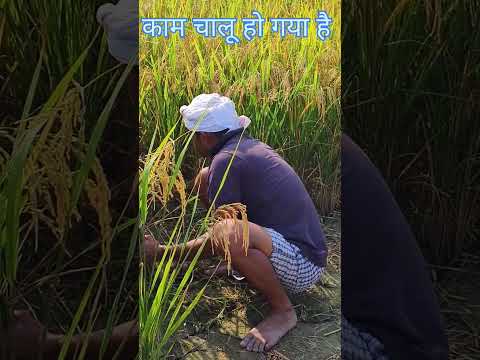 धान की पहेली कटाई #धान की खेती #धान का कमाल #धान में सबसे ज्यादा उत्पादन #agriculture #नैनो यूरिया #